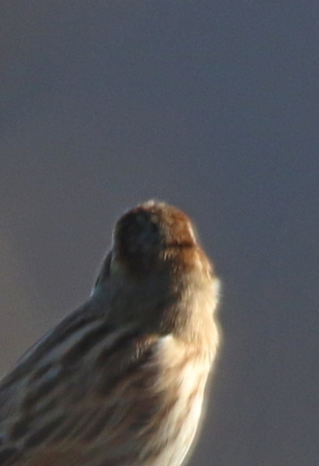 aiuto per id. : Migliarino di palude (Emberiza schoeniclus)